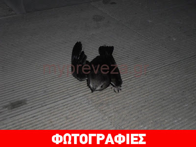 Βρέθηκε μόνο του, ανήμπορο στη μέση του δρόμου