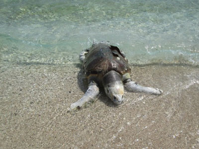 Τραυματισμένη καρέτα – καρέτα στον Μύτικα