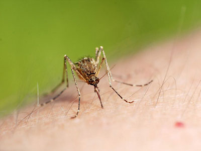 Μύθοι για τα κουνούπια που καταρρίπτονται