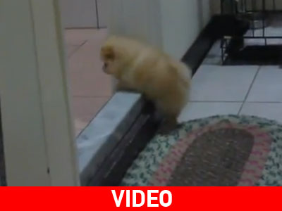 Τιτάνια προσπάθεια «κατάκτησης» ενός σκαλιού Τιτάνια προσπάθεια «κατάκτησης» ενός σκαλιού