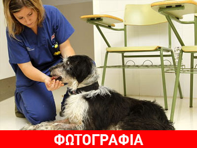 Φρίκη: Έδεσαν και πέταξαν σε ποτάμι τυφλό σκύλο Φρίκη: Έδεσαν και πέταξαν σε ποτάμι τυφλό σκύλο