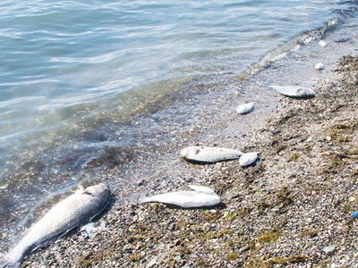 Νεκρά ψάρια στη Ζάκυνθο από τον ιό της εγκεφαλοπάθειας