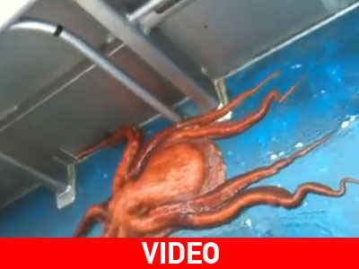 Το χταπόδι “Houdini”