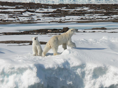 Η εκμετάλλευση των κοιτασμάτων της Αρκτικής απειλεί τις πολικές αρκούδες