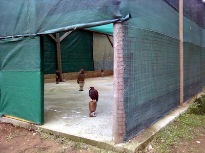 Χειροπέδες σε βασανιστές ζώων Χειροπέδες σε βασανιστές ζώων