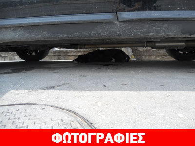 Ασυνείδητος έσερνε με το όχημά του ανυπεράσπιστο σκυλί