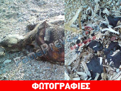 Νεκρή χελώνα σαπίζει σε παραλία της Πρέβεζας
