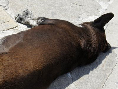 Σκότωσε το σκυλί του γείτονα γιατί τον ενοχλούσε Σκότωσε το σκυλί του γείτονα γιατί τον ενοχλούσε