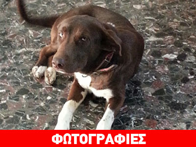 Πυροβόλησαν σκύλο στην Πρέβεζα