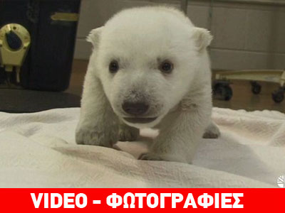 Τορόντο: Τα πρώτα βήματα μίας αρσενικής πολικής αρκούδας