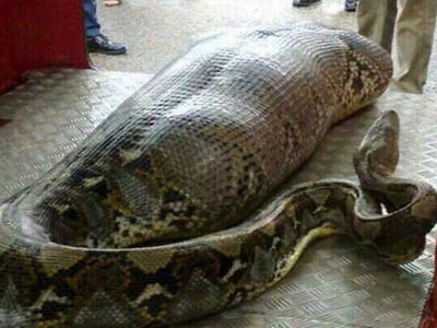 Πύθωνας κατασπάραξε άνθρωπο;