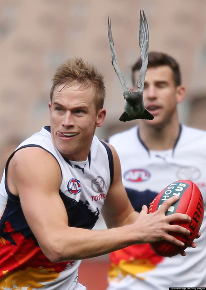 15 Ιουνίου. Κατά τη διάρκεια ενός αγώνα αυστραλιανού ποδοσφαίρου στη Μελβούρνη μεταξύ των Richmond Tigers και των Adelaide Crows, ο Bernie Vince των Crows «δέχεται επίθεση» επίθεση από ένα περιστέρι. Νικητές του παιχνιδιού αναδείχθηκαν οι Tigers.