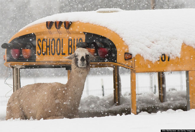 6 Μαρτίου. Ένα λάμα αναζητεί καταφύγιο σε ένα εγκαταλειμμένο σχολικό λεωφορείο στο Σεντρβίλ της Βιρτζίνιας, από τις σφοδρές χιονοπτώσεις που έπληξαν την περιοχή στις αρχές της άνοιξης. 