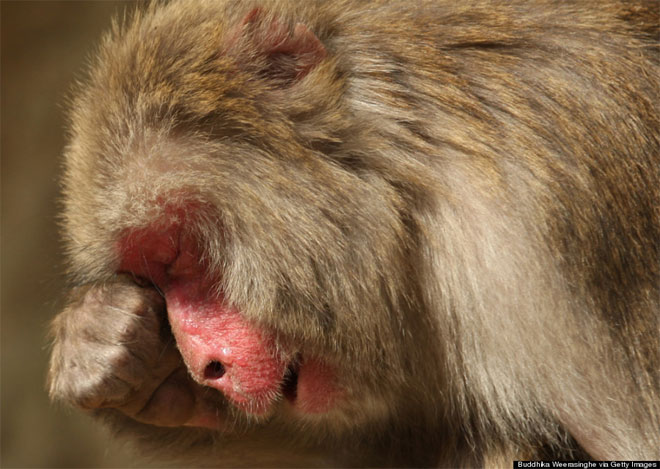 17 Μαρτίου. Ένας θηλυκός γιαπωνέζικος μακάκας, που ονομάζεται Μάντεϊ, σκουπίζει τα δάκρυά της. Η μαϊμουδίτσα κλαίει επειδή υποφέρει από υψηλό πυρετό, από τον οποίο χτυπήθηκαν πολλές γιαπωνέζικες μαϊμούδες μέσα στο 2013. Ο υψηλός πυρετός προκλήθηκε από αλλεργία στη γύρη από τους κέδρους.