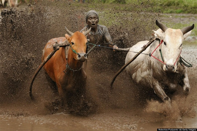 12 Οκτωβρίου. Το Pacu Jawi είναι ένας παραδοσιακός αγώνας δρόμου με ταύρους, που διεξάγεται κάθε χρόνο στο Batusangkar της Ινδονησίας. Αναβάτες κρατούν τα γκέμια των ταύρων τους και «πατινάρουν» σε ένα λασπωμένο ξύλινο τερέν. Οι ταύροι δημοπρατούνται μετά από τον αγώνα.
