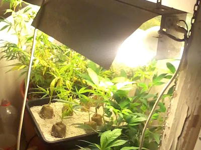 Ειδικευόντουσαν στην υδροπονική καλλιέργεια κάνναβης