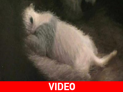 Επίσημη «πρώτη» για νεογέννητο πάντα στην Ιαπωνία Επίσημη «πρώτη» για νεογέννητο πάντα στην Ιαπωνία