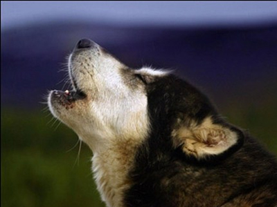 Χαβάη: Κλήσεις σε σκύλους που… γαβγίζουν