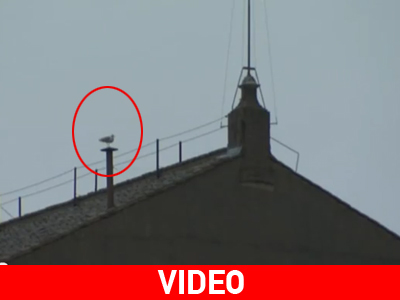 Ο γλάρος μίλησε…