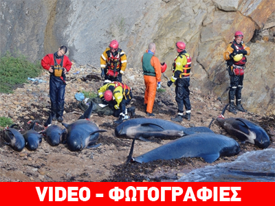 Εντοπίστηκαν νεκρές φάλαινες σε παραλία της Σκωτίας