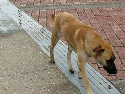 Αναζητούνται λύσεις για τα αδέσποτα
