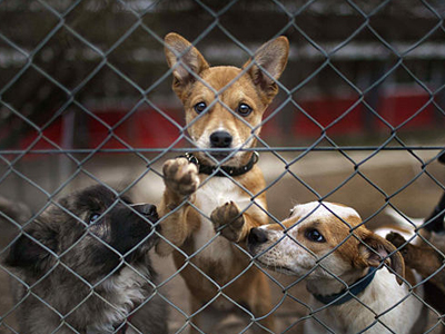 Δράσεις για τα αδέσποτα από τον Δήμο Τρίπολης