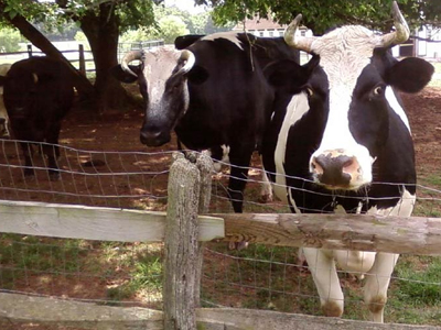 Καρκινογόνος τοξίνη εντοπίστηκε σε ζωοτροφή στην Κάτω Σαξονία