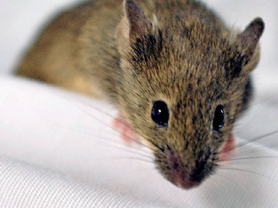 Βρέθηκαν ποντίκια που μπορούν να αναγεννήσουν το δέρμα τους