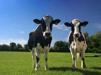 Ο οργασμός της αγελάδας