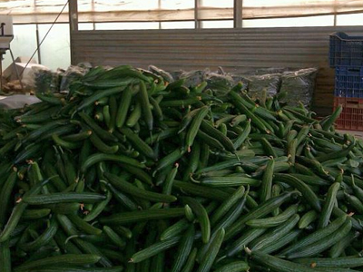 Ηράκλειο: Διανομή 12 τόνων αγγουριών από το Εργατικό Κέντρο