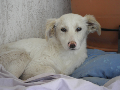 Χαρίζεται η Αγνή