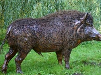 «Πονοκέφαλος» οι επιδρομές αγριογούρουνων στην Τρίπολη