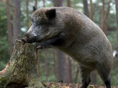 Χαλκιδική: Κυνηγούσαν αγριογούρουνα με πολεμικό εξοπλισμό