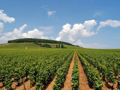 ΟΠΕΚΕΠΕ: 4.000 αιτήσεις για μίσθωση γεωργικής και κτηνοτροφικής γης