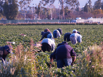Αυξημένους τόκους κατέβαλαν οι αγρότες