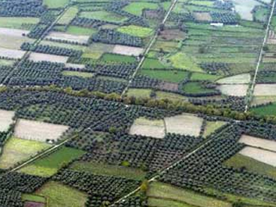 O ΣΕΑ για τα αγροτεμάχια