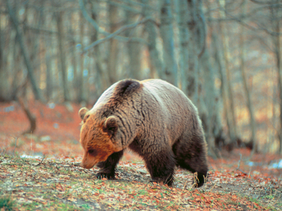 Πρακτικές διαχείρισης της αρκούδας σε σεμινάριο από την «Καλλιστώ»