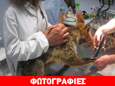 Θηλιές – παγίδες για τις αλεπούδες στη Νέα Μάκρη