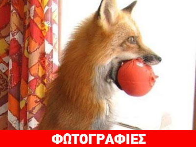 Viksi, η αλεπουδίτσα που σώθηκε από τη φάρμα γούνας