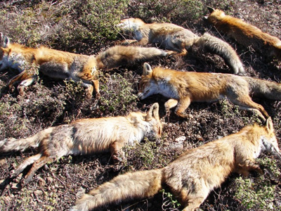 Δηλητηρίασαν αλεπούδες στη Φθιώτιδα