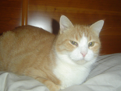 Χάθηκε στο Χαλάνδρι