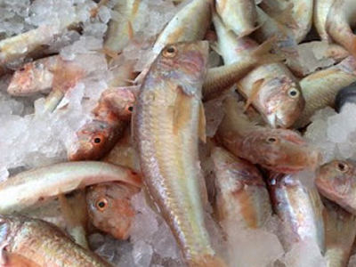 Κατάσχεση αλιευμάτων στην Ιχθυόσκαλα Μηχανιώνας