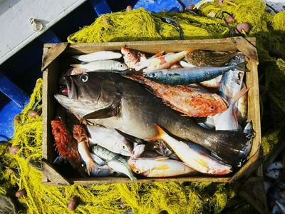 Κατάσχεση αλιευμάτων στην ιχθυόσκαλα Ν. Μηχανιώνας