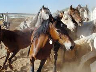 Έφιπποι βουλευτές