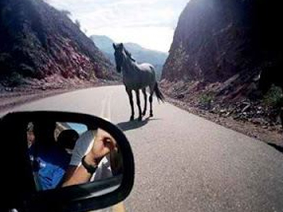 Άλογο πανικοβάλλει οδηγούς στο Ηράκλειο