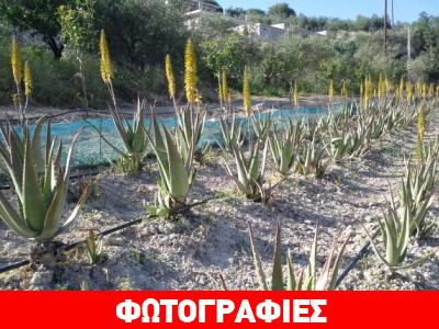 Η αλόη ως δεύτερο εισόδημα