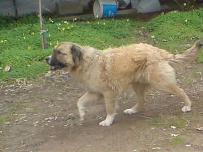 Υιοθετήστε τον Αμίγκο