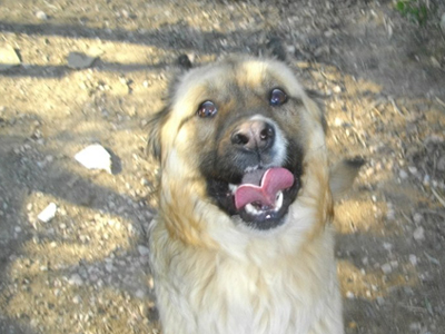 Χαρίζεται ο Αμίγκο