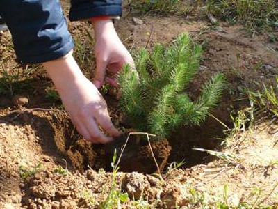 Αναδάσωση στη Θεσσαλονίκη
