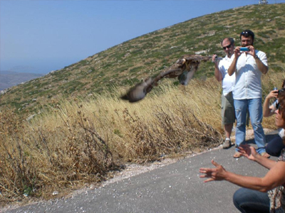 Αύξηση 24% στα τραυματισμένα άγρια ζώα την περασμένη χρονιά